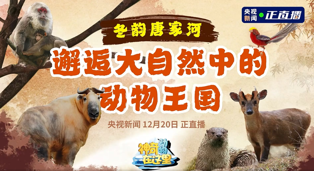 媒体聚焦 | 央视新闻走进唐家河，邂逅冰雪童话世界的动物王国